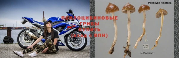 гашик Михайловск